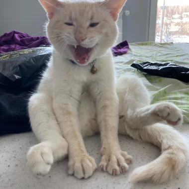 Leo